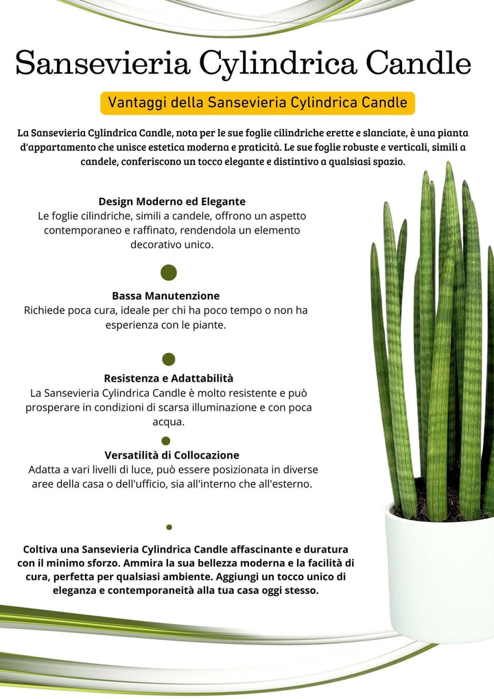 Sansevieria Cylindrica Candle - Altezza Pianta 65 cm, Vaso di Ceramica Diametro 20 cm - i Giardini di Giulia