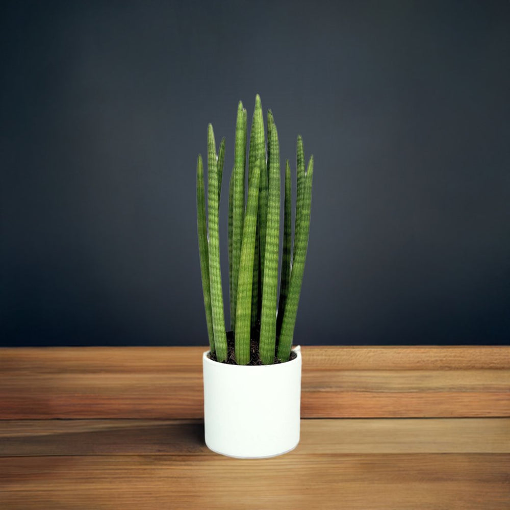 Sansevieria Cylindrica Candle - Altezza Pianta 65 cm, Vaso di Ceramica Diametro 20 cm - i Giardini di Giulia