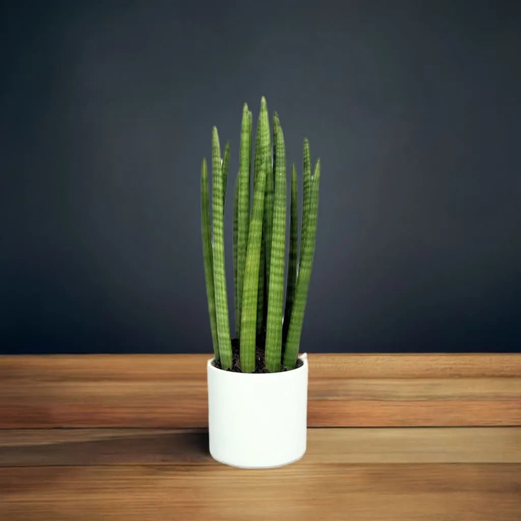 Sansevieria Cylindrica Candle - Altezza Pianta 65 cm, Vaso di Ceramica Diametro 20 cm - i Giardini di Giulia