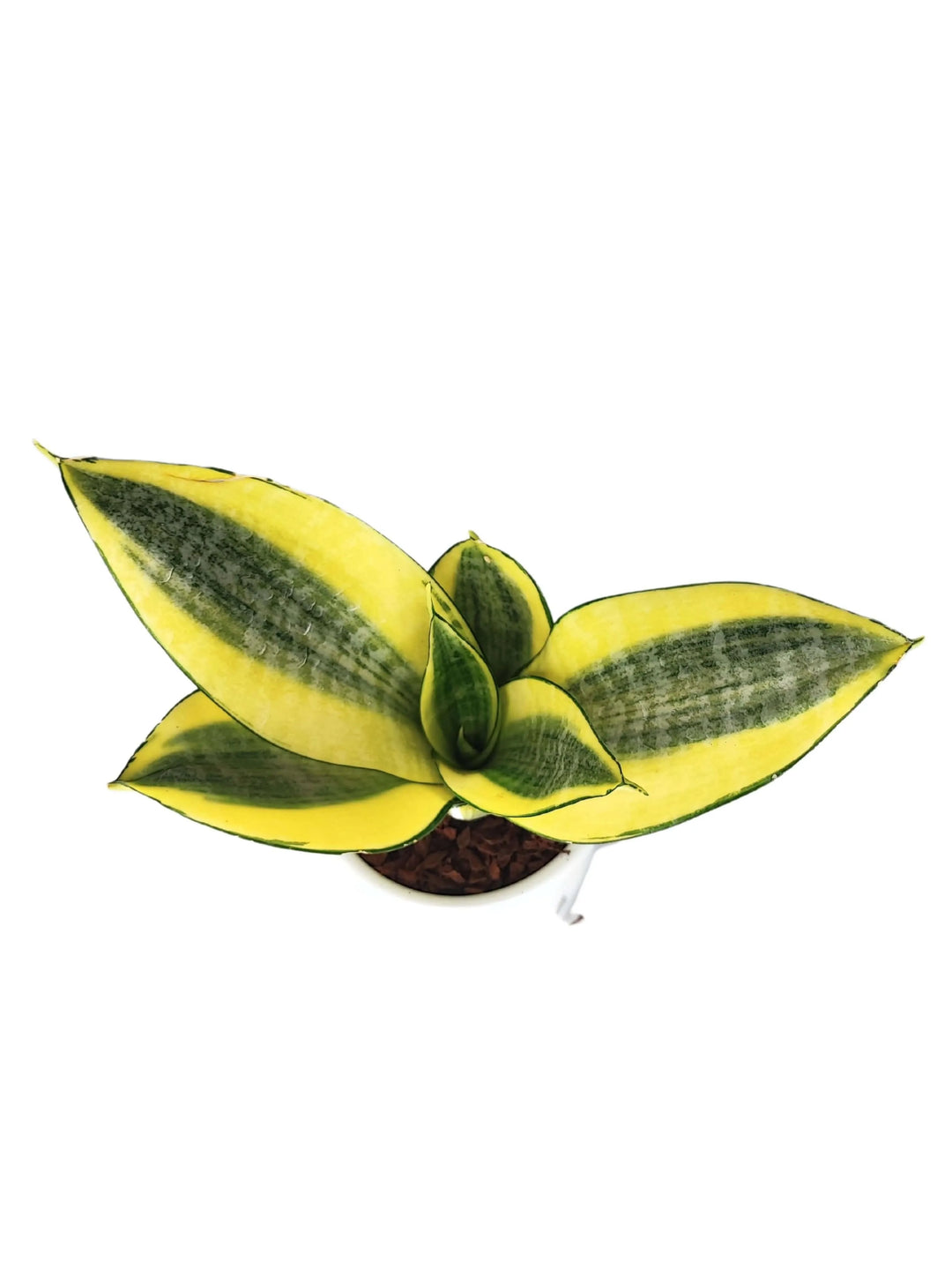 Sansevieria Golden Hahnii vista dall’alto nel vaso bianco

