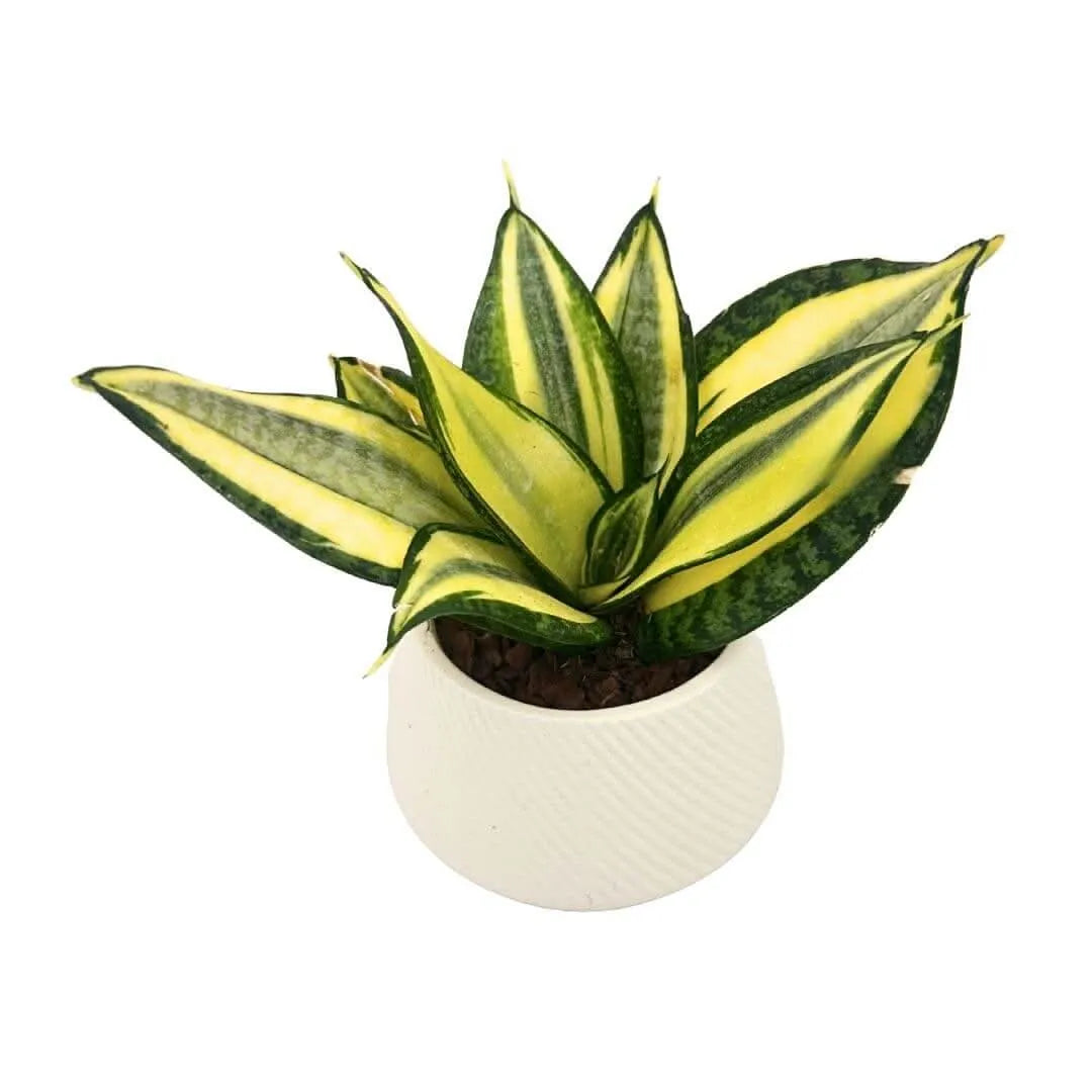 Dettaglio foglie variegate della Sansevieria Hanii

