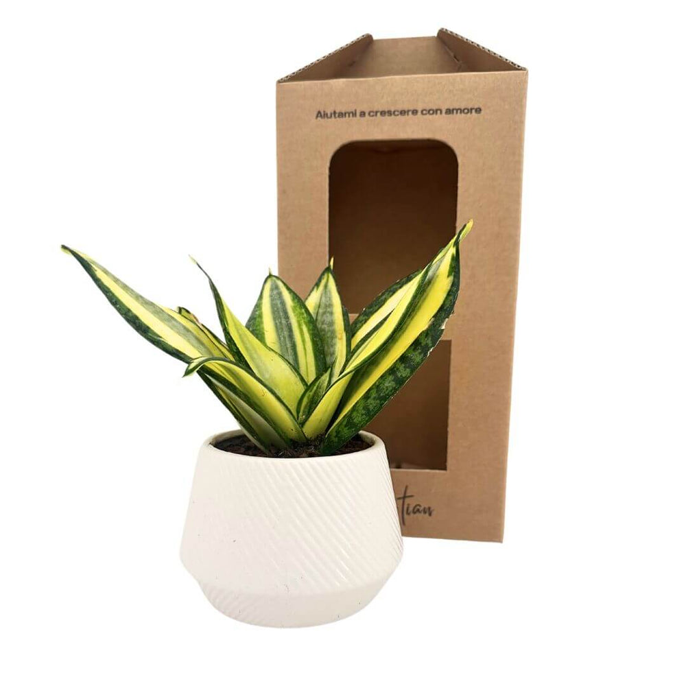 Sansevieria hanii in vaso ceramica diametro 8 cm - i Giardini di Giulia