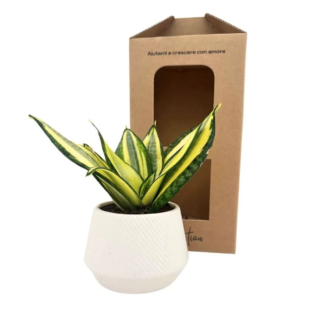 Sansevieria Hanii con confezione regalo eco-friendly

