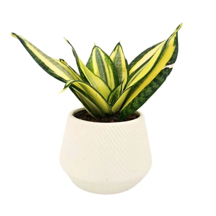 Sansevieria Hanii in vaso di ceramica bianca – vista frontale

