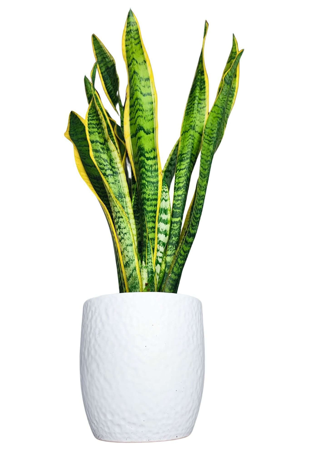 Sansevieria Laurentii - Altezza Pianta 55 cm, Vaso di Ceramica 'Boston' Diametro 16 cm - i Giardini di Giulia