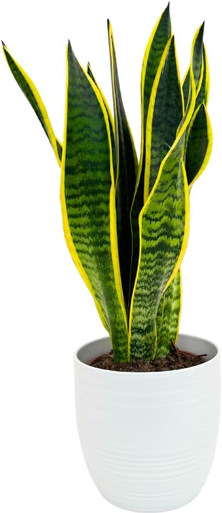 Sansevieria Laurentii - Altezza Pianta 55 cm, Vaso di Ceramica 'Boston' Diametro 16 cm - i Giardini di Giulia