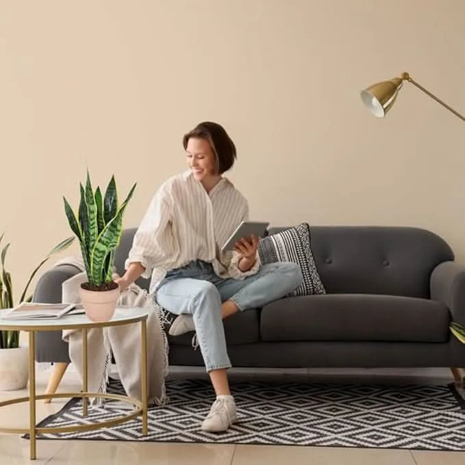 Sansevieria Laurentii - Altezza Pianta 55 cm, Vaso di Ceramica 'Boston' Diametro 16 cm - i Giardini di Giulia