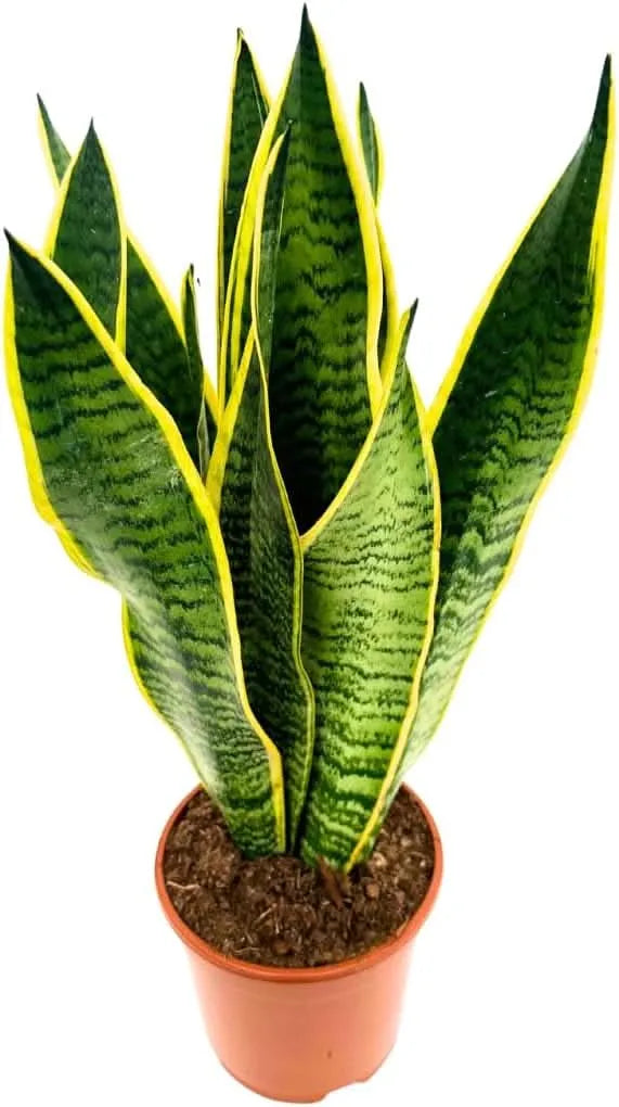 Sansevieria Laurentii - Altezza Pianta 55 cm, Vaso di Ceramica 'Boston' Diametro 16 cm - i Giardini di Giulia
