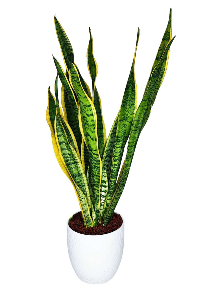 Sansevieria Laurentii - Altezza Pianta 55 cm, Vaso di Ceramica 'Boston' Diametro 16 cm - i Giardini di Giulia