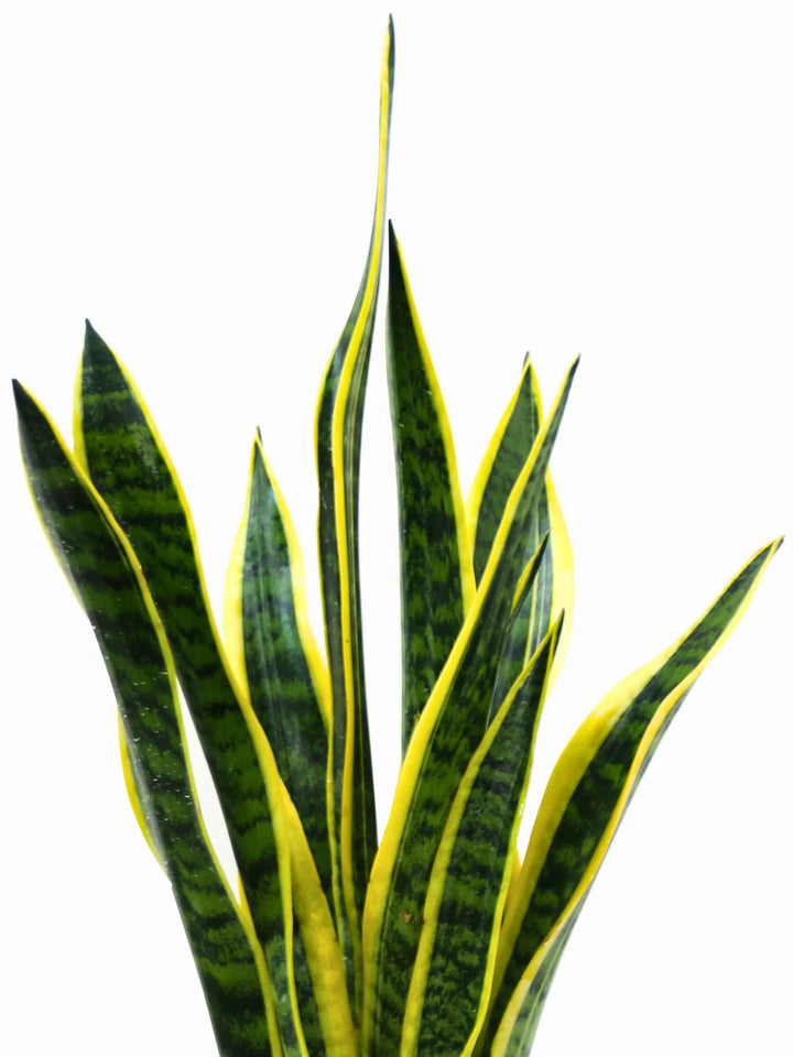 dettaglio foglie sansevieria laurentii variegata

