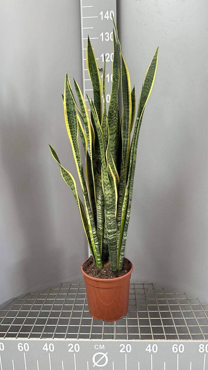 Sansevieria Laurentii Extra - Altezza Pianta 120 cm, Vaso Diametro 24 cm - i Giardini di Giulia