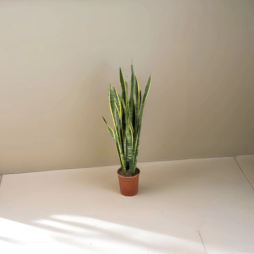 Sansevieria Laurentii Extra ambientata in interno moderno


