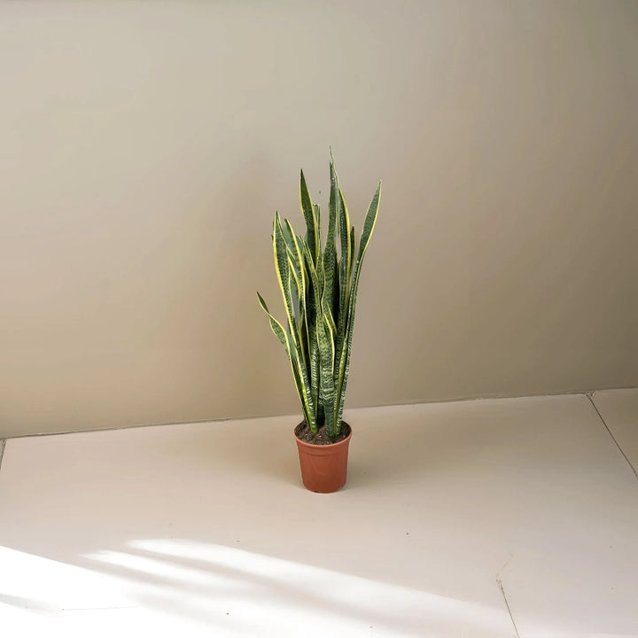Sansevieria Laurentii Extra ambientata in interno moderno

