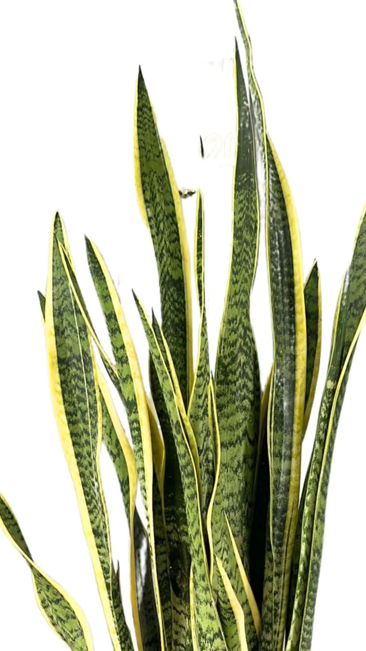 Dettaglio foglie della Sansevieria Laurentii Extra


