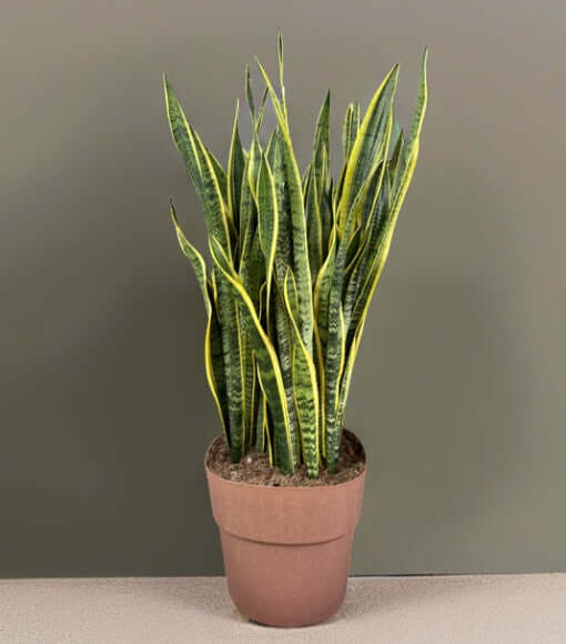 Sansevieria Laurentii - Pianta Alta 130 cm, Vaso con Riserva d'Acqua Diametro 50 cm - i Giardini di Giulia