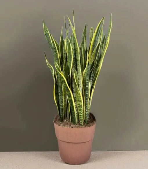 sansevieria-laurentii-interno-moderna-composizione

