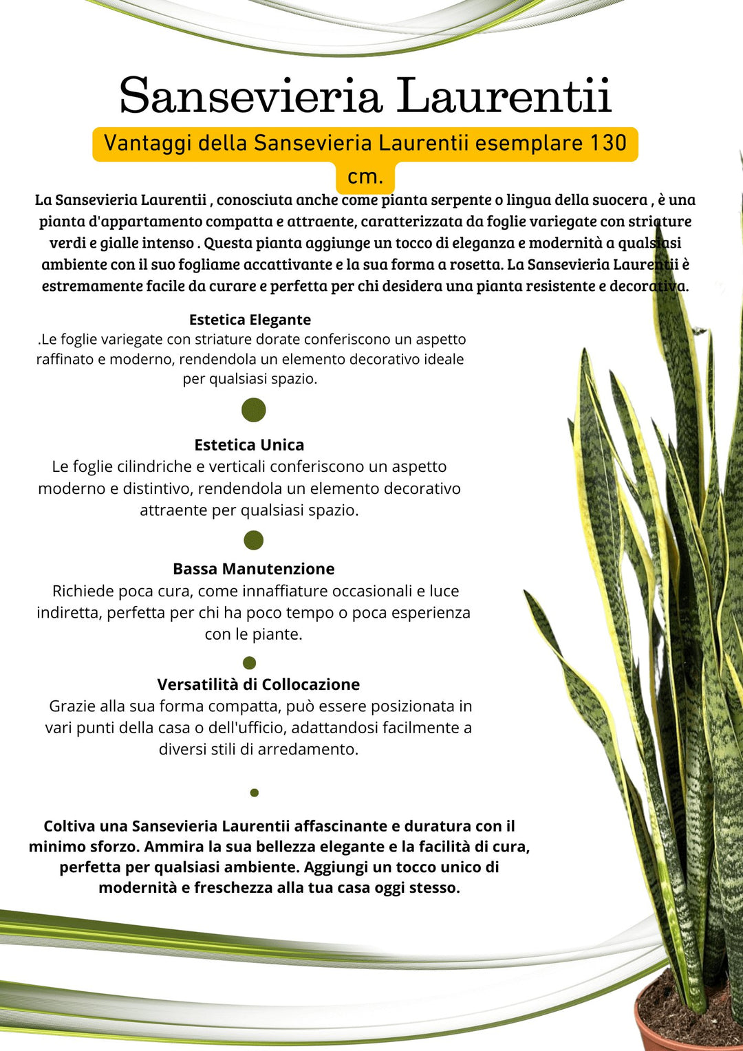 Sansevieria Laurentii - Pianta Alta 130 cm, Vaso con Riserva d'Acqua Diametro 50 cm - i Giardini di Giulia