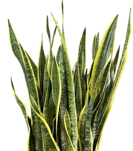 dettaglio foglie variegate della sansevieria laurentii
