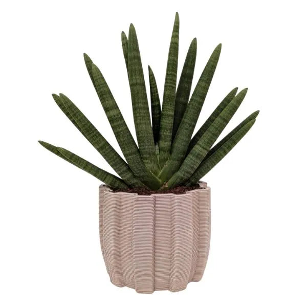 Sansevieria Swasdi in vaso Aresi in ceramica artigianale con foglie verticali verde scuro ideale per ambienti moderni