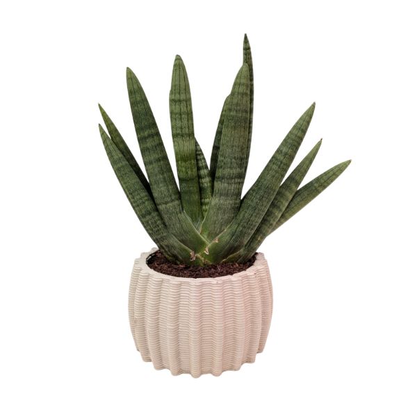 Sansevieria Swasdi in vaso Dioniso in ceramica artigianale con foglie verticali verde scuro ideale per arredamento moderno
