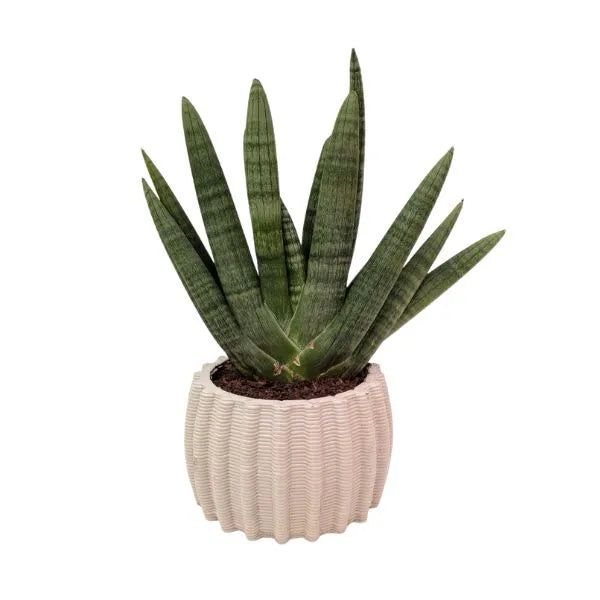 Sansevieria Swasdi in vaso Dioniso in ceramica artigianale con foglie verticali verde scuro ideale per arredamento moderno