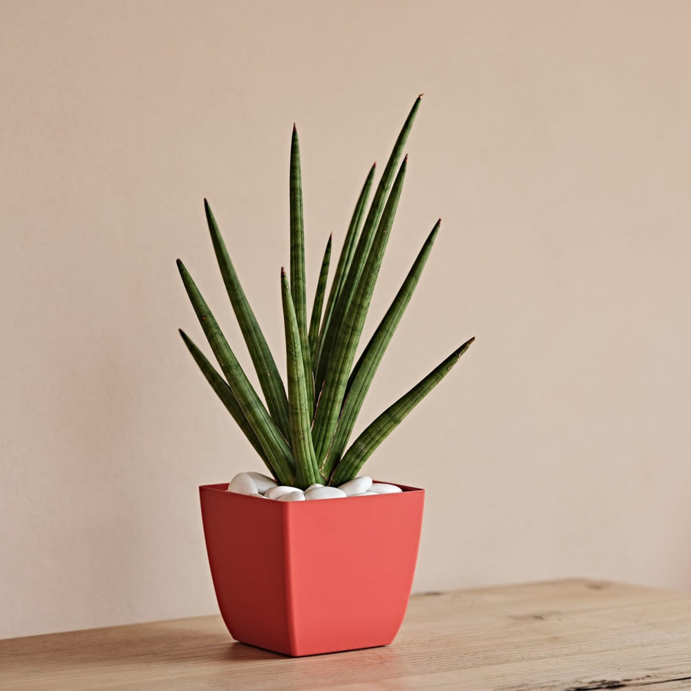 Pianta di Sansevieria cilindrica in vaso rosso quadrato con ciottoli bianchi, ideale per decorare interni moderni con un tocco minimalista e naturale.
