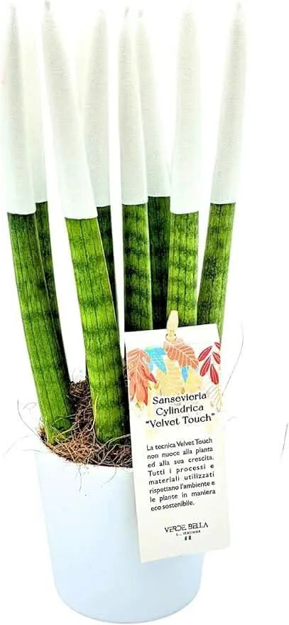 Pianta da interno Sansevieria Velvet Touch con etichetta descrittiva


