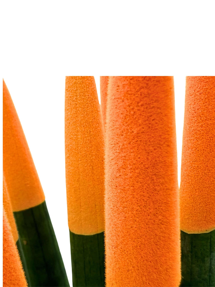 Dettaglio punta in velluto arancione della Sansevieria Velvet Touch 11x35 cm