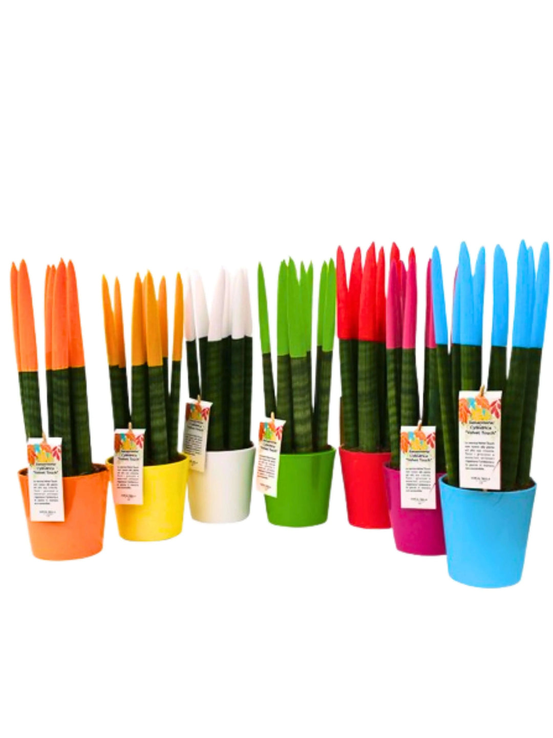 Set Sansevieria Velvet Touch in 7 colori assortiti

