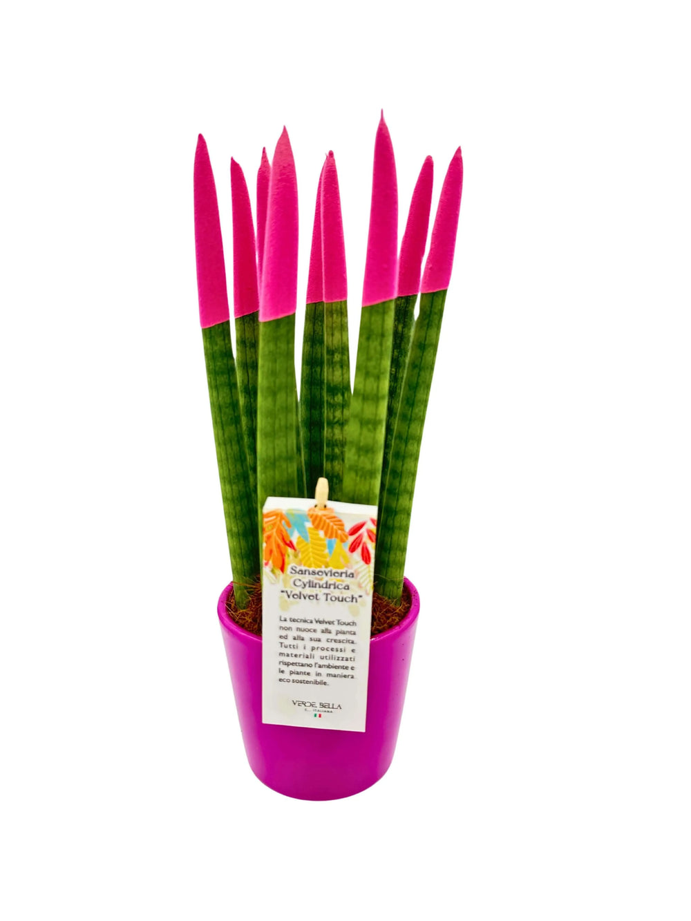 Sansevieria Velvet Touch con punte fucsia in vaso rosa


