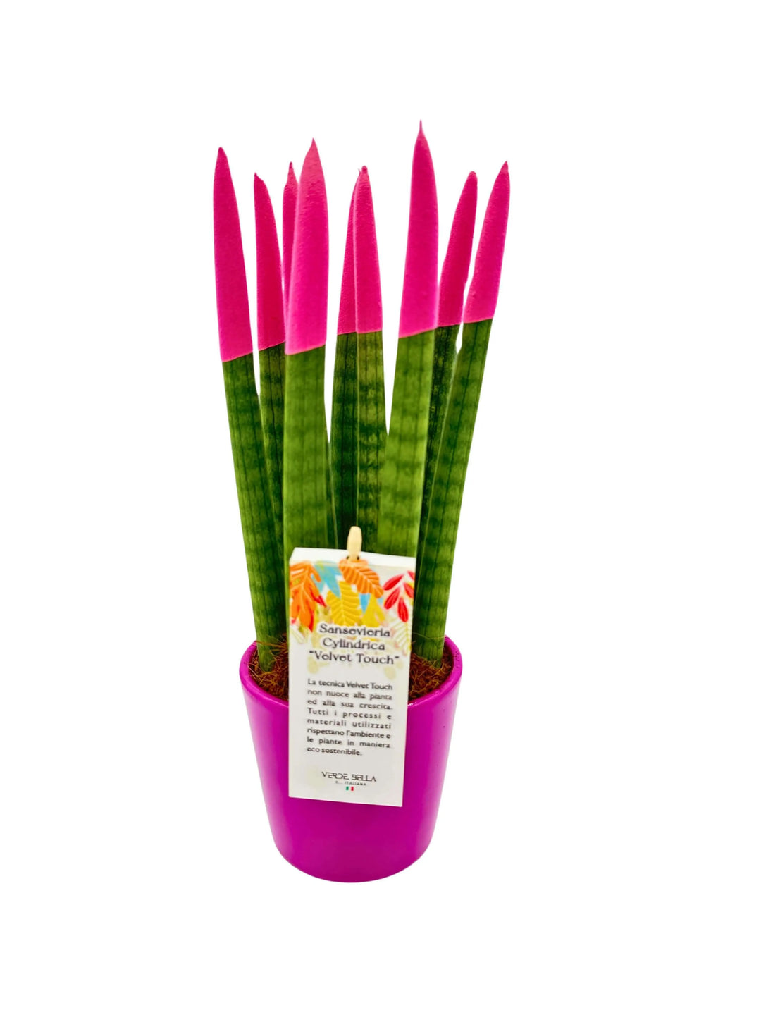 Sansevieria Velvet Touch con punte fucsia in vaso rosa

