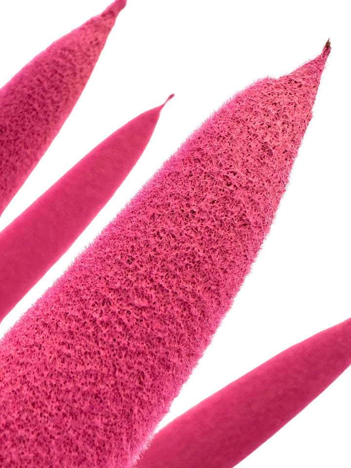 Dettaglio punta in velluto azalea della Sansevieria Velvet Touch 11x35 cm