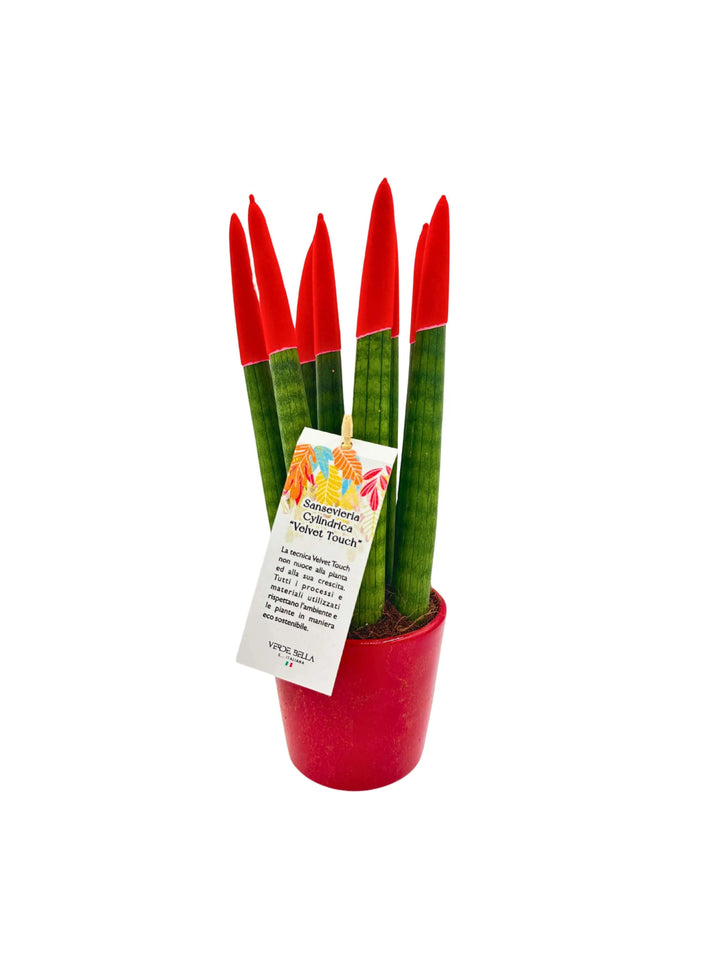 Sansevieria Velvet Touch con punte rosse in vaso rosso

