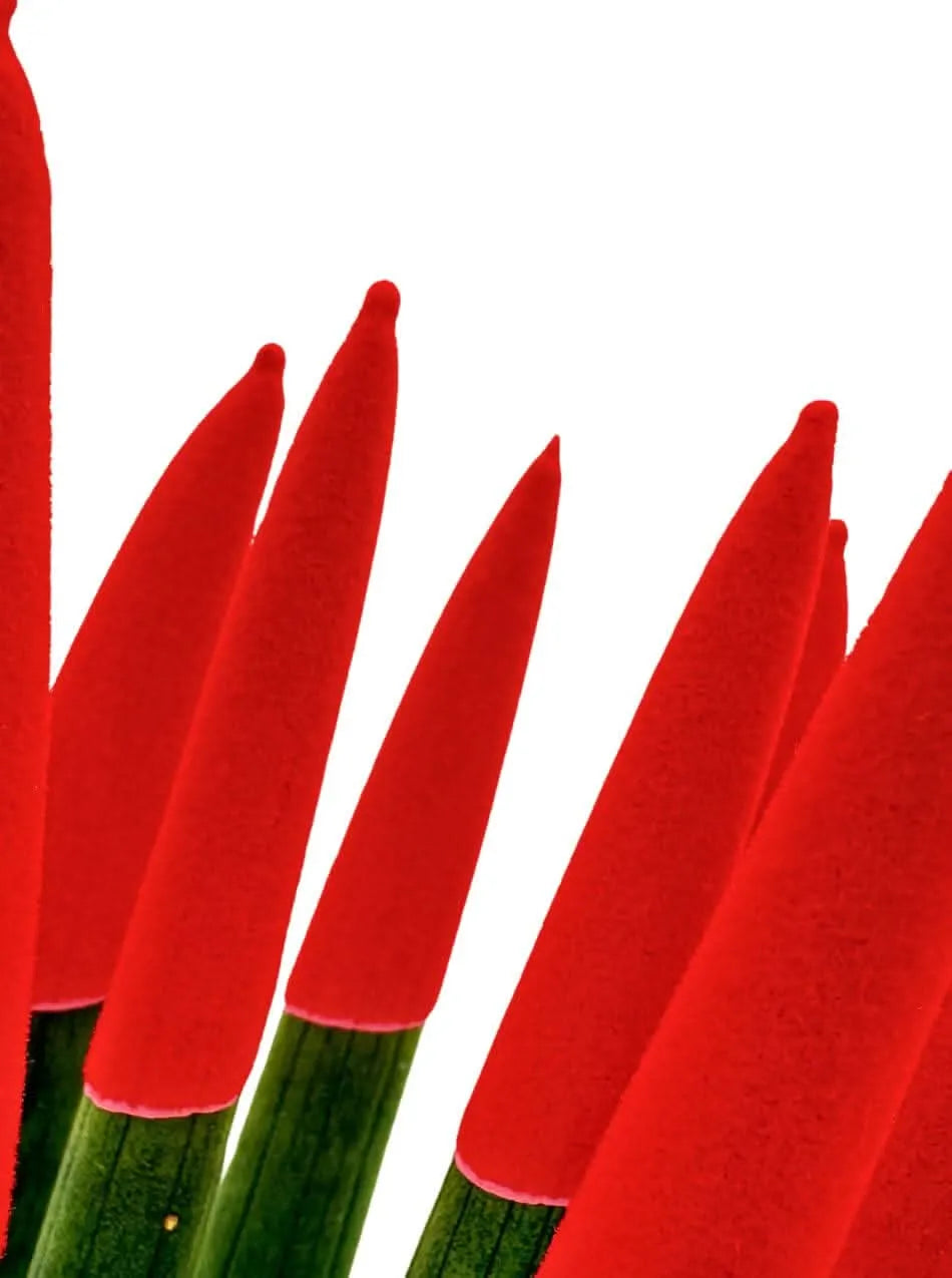 Dettaglio punta in velluto rosso della Sansevieria Velvet Touch 11x35 cm