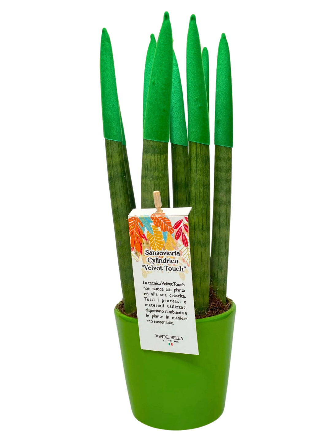 Sansevieria Velvet Touch con punte verdi in vaso verde

