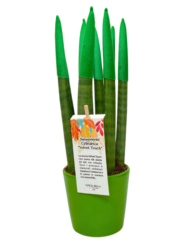 Sansevieria Velvet Touch con punte verdi in vaso verde

