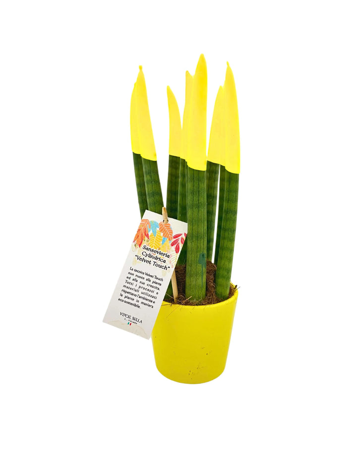 Sansevieria Velvet Touch con punte gialle in vaso giallo

