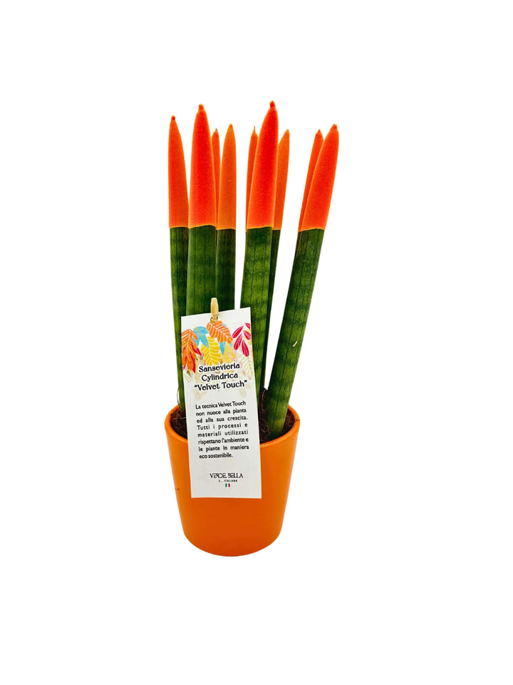 Sansevieria Velvet Touch con punte arancioni in vaso arancione

