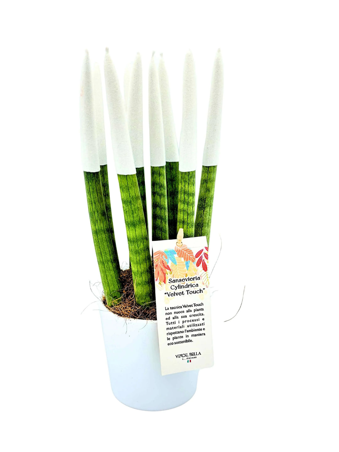 Sansevieria Velvet Touch con punte bianche in vaso bianco

