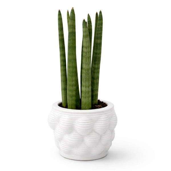 Sansevieria Cilyndrica in vaso artigianale Alba D. 10 H. 25 CM