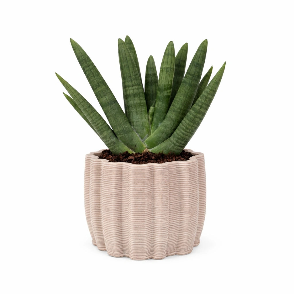 Sansevieria swasdi in vaso di ceramica artigianale Ares D.13 cm