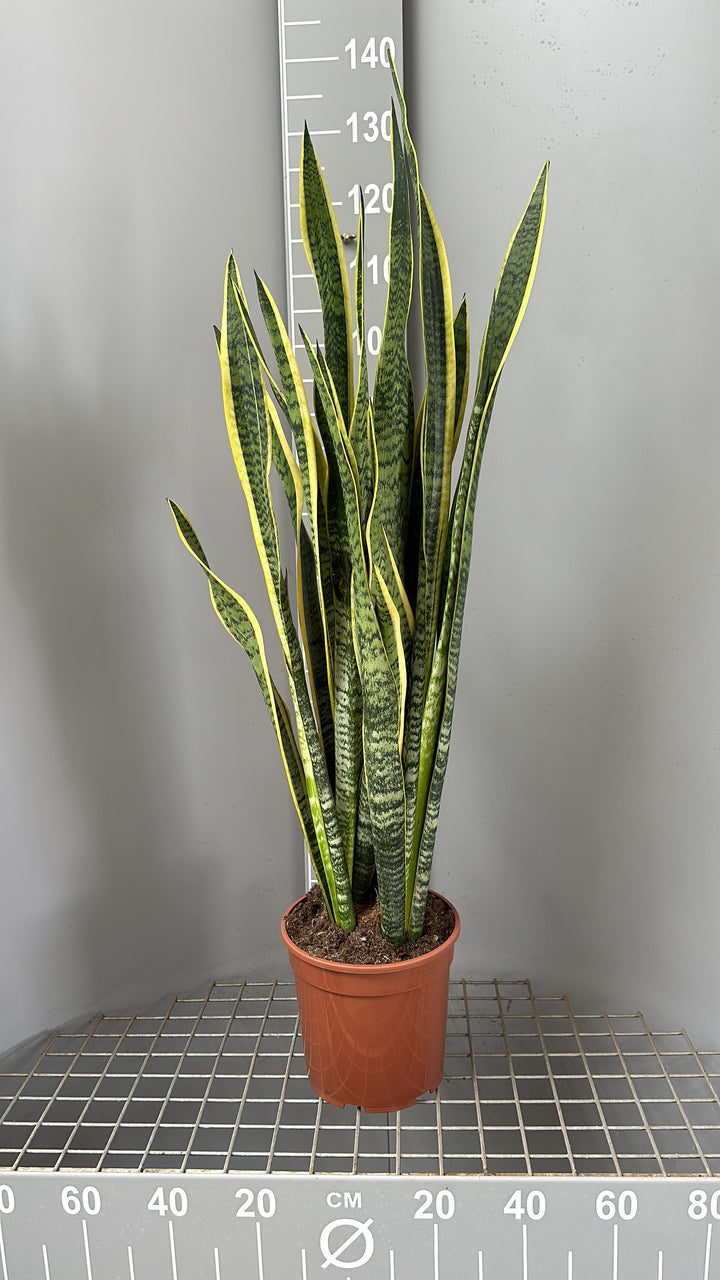 sansevieria con metro alle spalle per indicare altezza