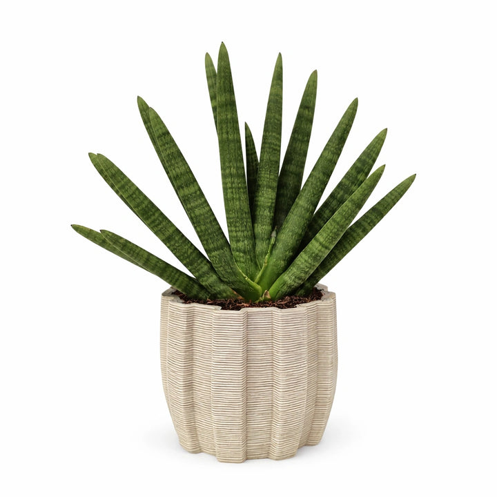 Sansevieria swasdi in vaso di ceramica artigianale Ares D.16 cm