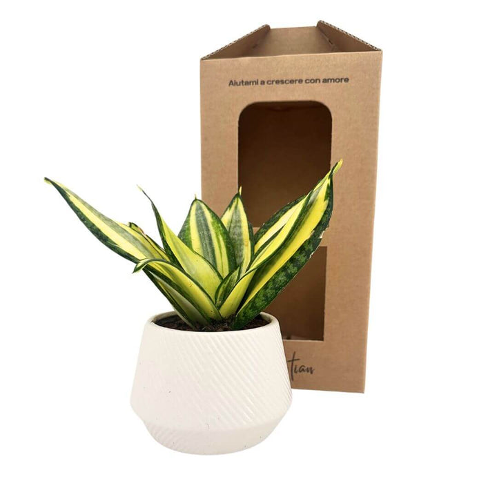 Sansevieria hanii in vaso ceramica diametro 8 cm