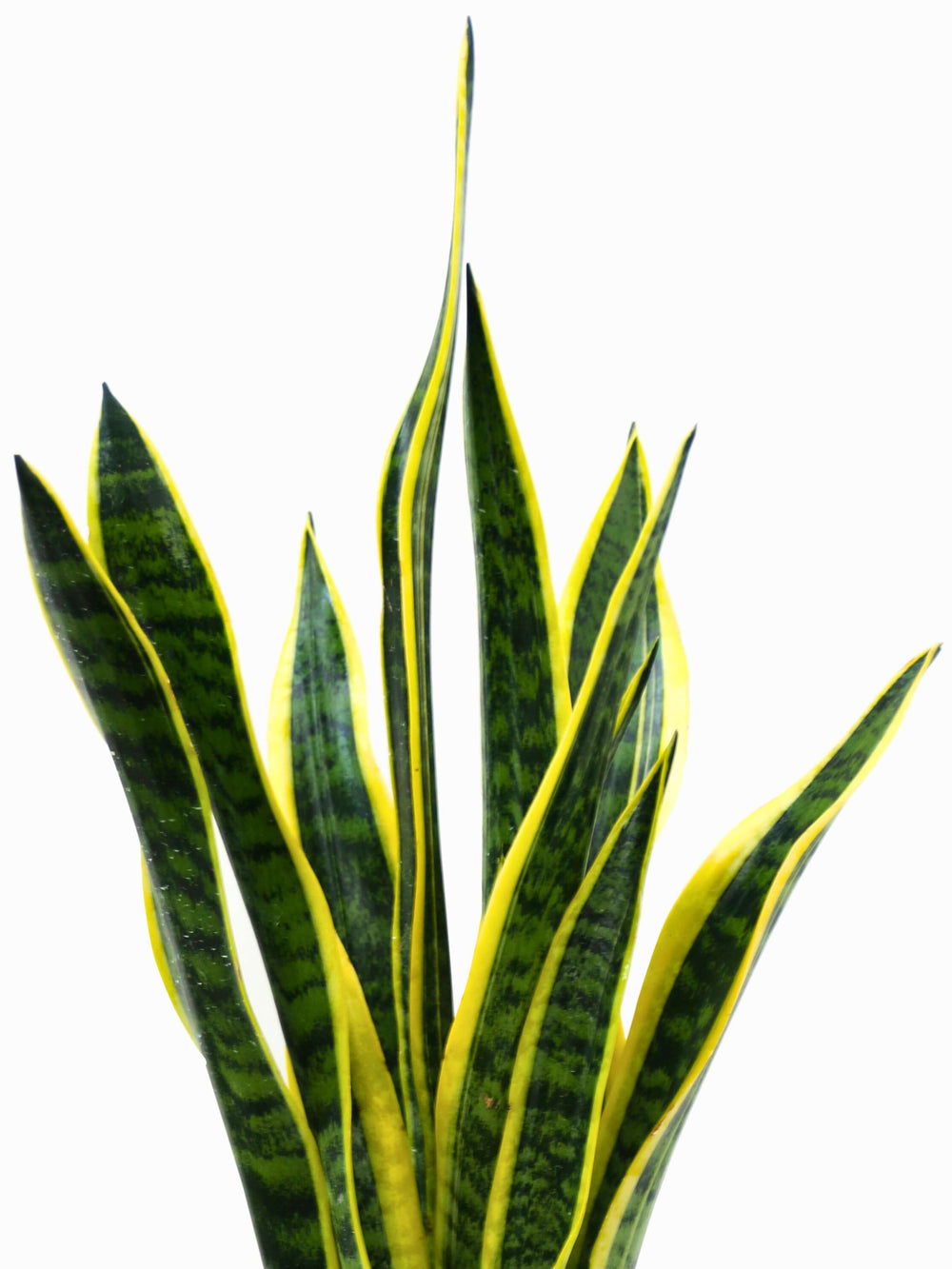 foto dettaglio pianta sansevieria colorazione gialla e verde intenso