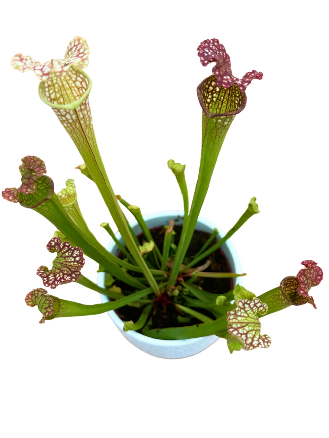 Sarracenia - Pianta Carnivora Altezza pianta 25 cm in Vaso di Ceramica Diametro 14 cm - i Giardini di Giulia