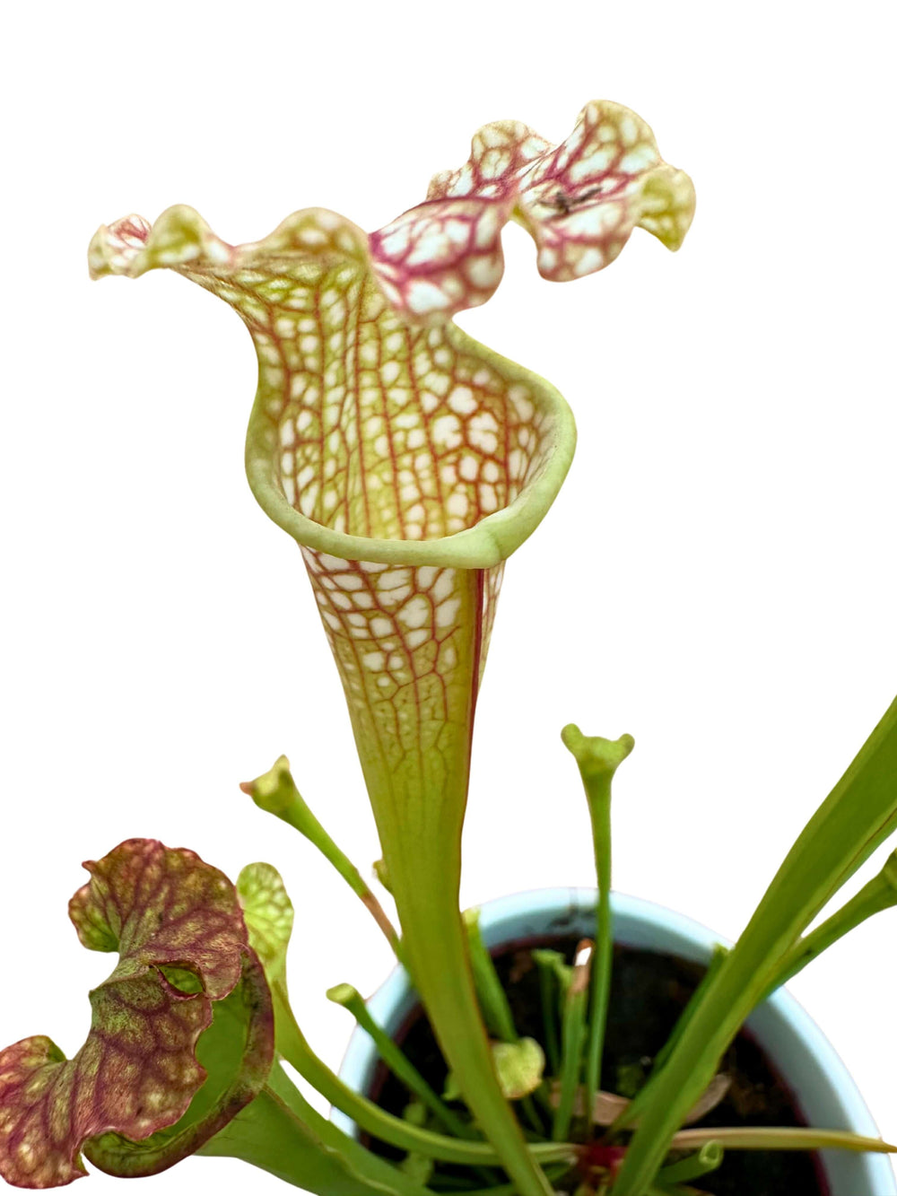 Sarracenia - Pianta Carnivora Altezza pianta 25 cm in Vaso di Ceramica Diametro 14 cm - i Giardini di Giulia