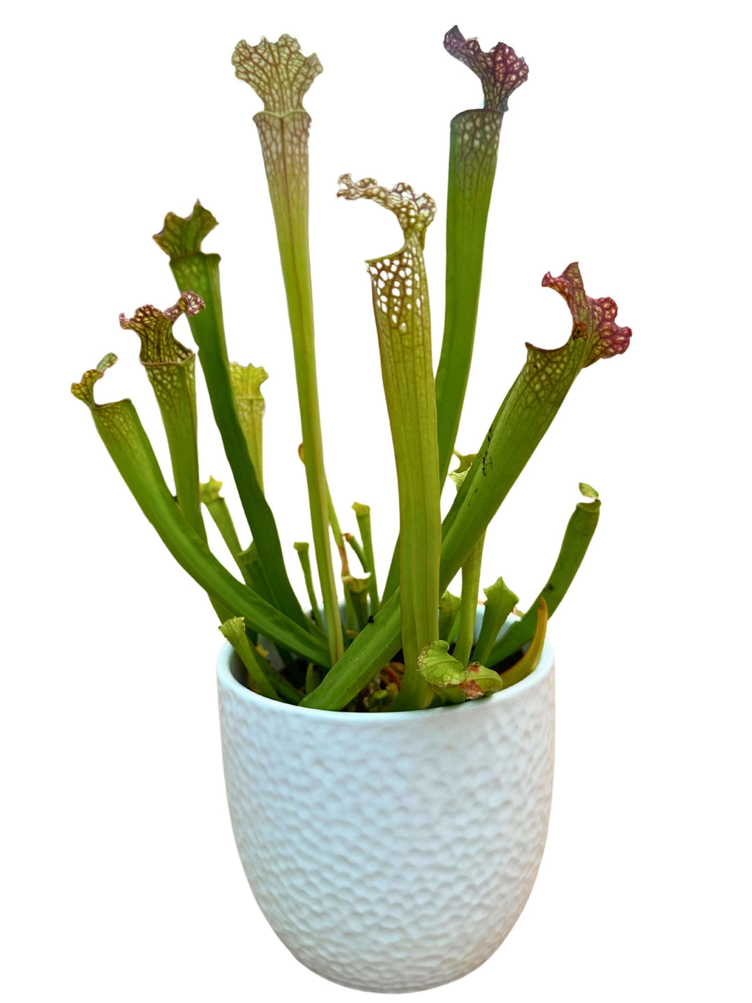 Sarracenia - Pianta Carnivora Altezza pianta 25 cm in Vaso di Ceramica Diametro 14 cm - i Giardini di Giulia