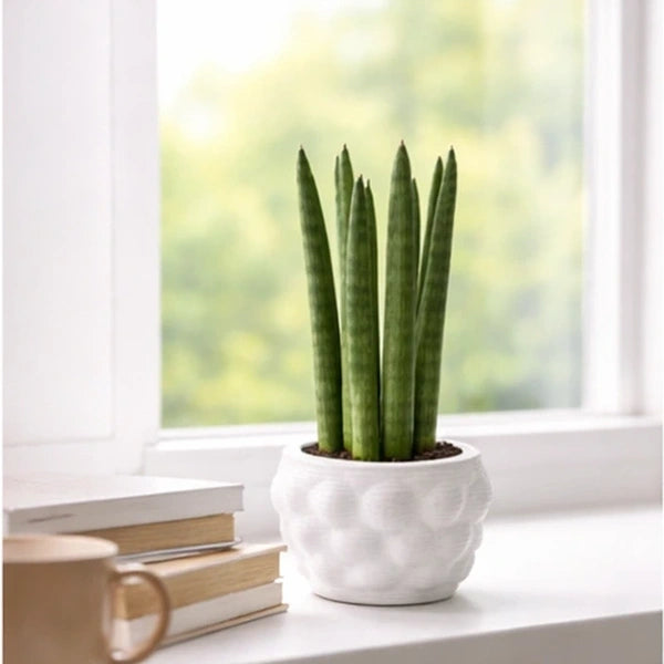 Sansevieria Cilyndrica Alba in vaso artigianale - dettaglio delle foglie cilindriche