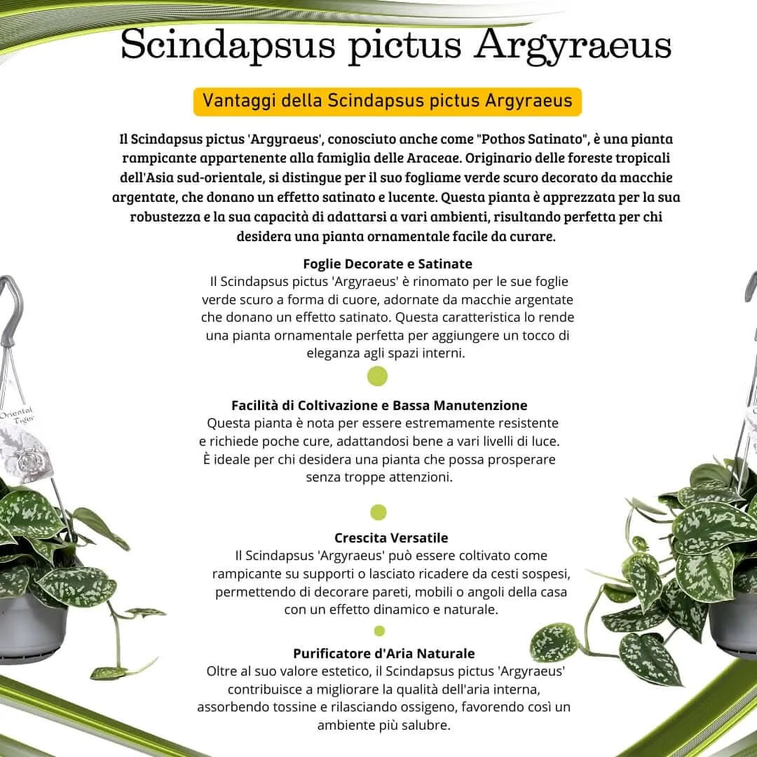 Scindapsus Pictus Argyraeus - dettaglio delle foglie vellutate con macchie argentate